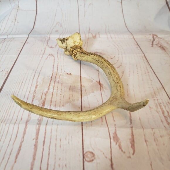 2 Point Deer Antler Natural Craft Rustic Decor 10" - Picture 3 of 6